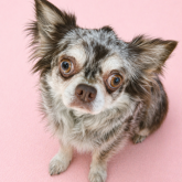 チワワ(ロング)