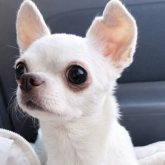 チワワ(スムース)