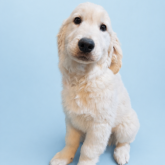 ゴールデンレトリバー