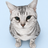 アメリカンショートヘア