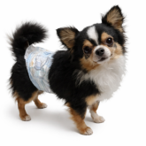 チワワ(ロング)