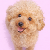 トイプードル