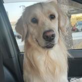 ゴールデンレトリバー