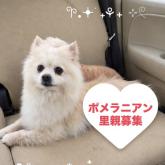 ポメラニアン