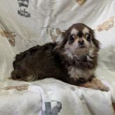 チワワ(ロング)