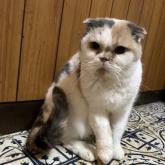 スコティッシュフォールド