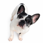 フレンチブルドッグ