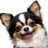 チワワ(ロング)