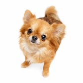 チワワ(ロング)