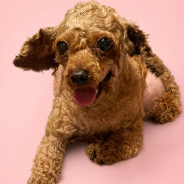 【中古】 子犬ゆずります 犬用ケージ差し上げます (りょう) 松戸のその他の中古あげます・譲り
