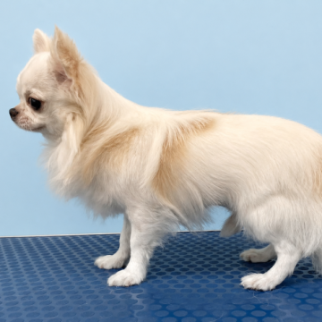【中古】 子犬ゆずります 子犬の里親募集 無料であげます・譲ります｜ジモティー