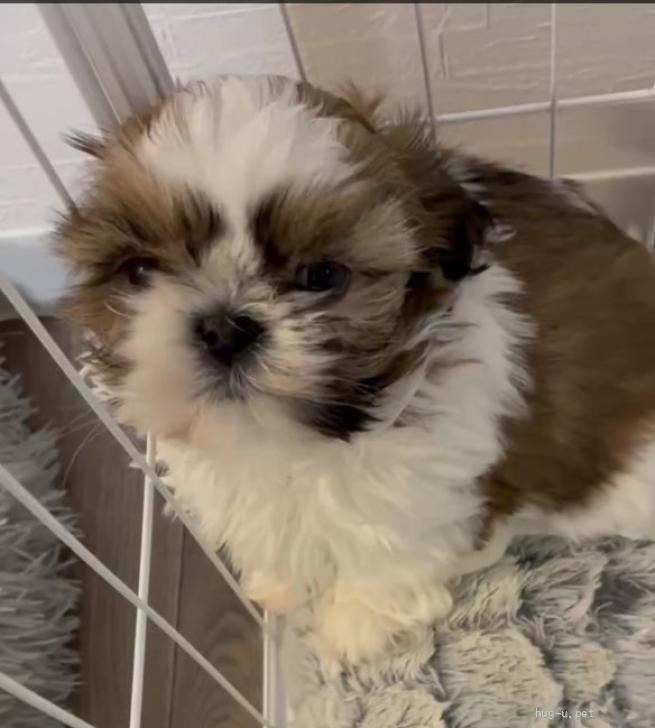 犬の里親募集】兵庫県・シーズー・シーズー子犬（ID:2602-00313