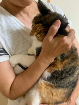 佐賀県で猫の里親を探す保護活動者特集２ みんなのペットライフ