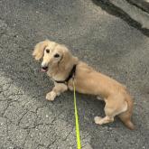 ミニチュアダックスフンド(ロング)