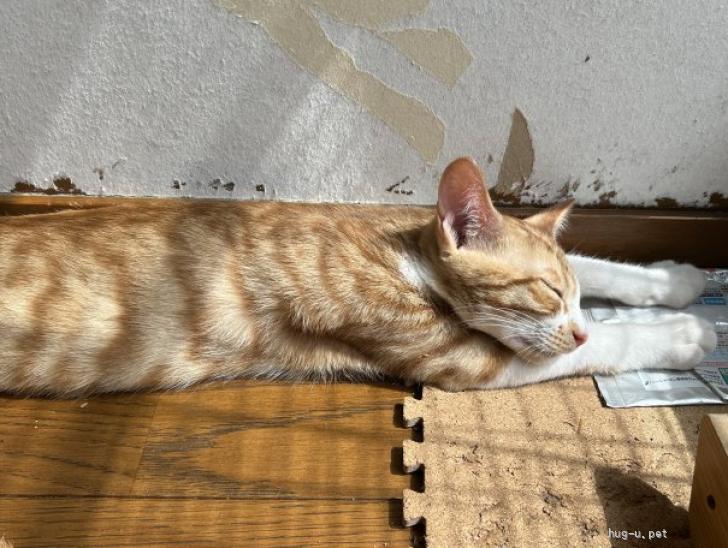 猫の里親募集】神奈川県・雑種・【お顔も仕草もかわいさ満点！】協調性
