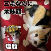 雑種