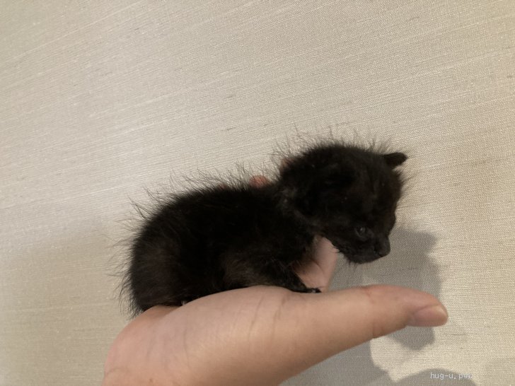 猫の里親募集】京都府・雑種・♡ちいちゃくてかわいい黒猫赤ちゃん♡（ID:2207-01515）｜ハグー -みんなのペット里親情報