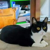 雑種