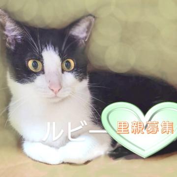猫の里親募集】千葉県・雑種・ほっぺにほくろのホッペちゃん（ID:2207