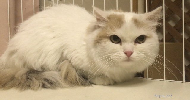 猫の里親募集 群馬県 マンチカン ベテランの方に Id 24 ハグー みんなのペット里親情報