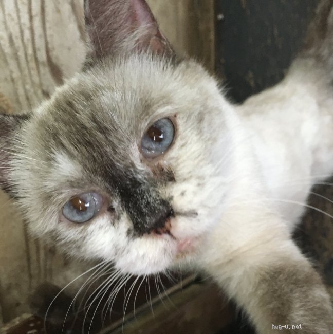 猫の里親募集】群馬県・トンキニーズ・第2の猫生は家猫として｜ハグー 