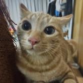 雑種