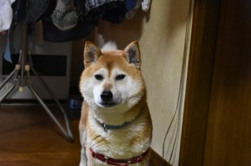 山形県 犬の里親募集一覧 ハグー みんなのペット里親情報