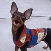 ミニチュアピンシャー