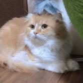 スコティッシュフォールド