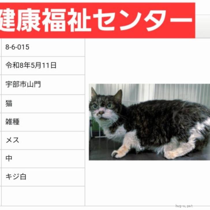 猫の里親募集】山口県・雑種・おっとりした感じの猫ちゃん（ID:2605
