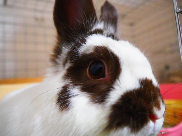 小動物の里親募集】奈良県・ウサギ・うさぎ ネザーランドドワーフ 6歳 里親募集（ID:2205-00710）｜ハグー -みんなのペット里親情報