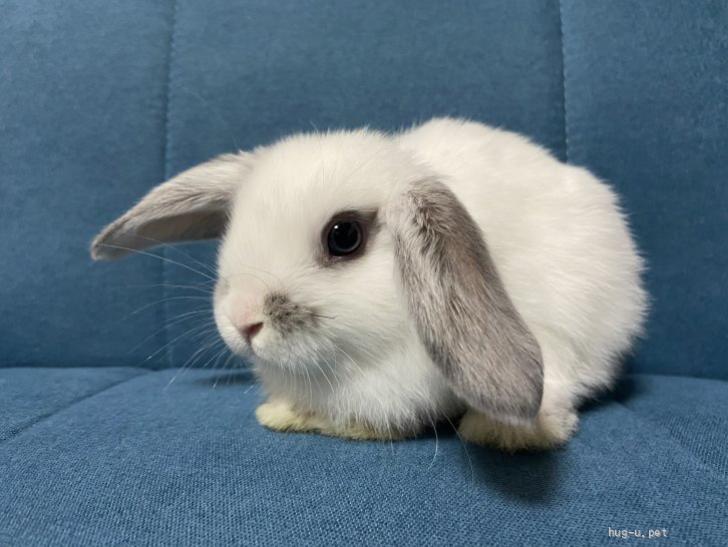 小動物の里親募集】山形県・ウサギ・3/17生まれ ロップイヤーの子