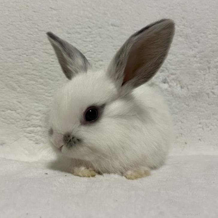 小動物の里親募集】山形県・ウサギ・3/17生まれ ロップイヤーの子