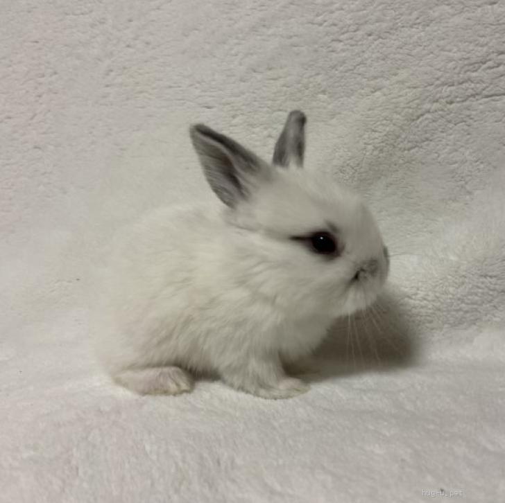 小動物の里親募集】山形県・ウサギ・3/17生まれ ロップイヤーの子