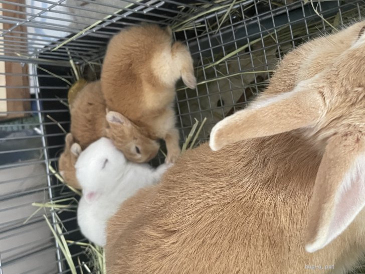 国内有名作家様　小さな子ウサギちゃん　新オーナー様募集 爬虫類・その他の里親募集】大阪府・うさぎ・ミニウサギ赤ちゃん（ID