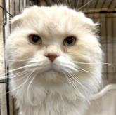 スコティッシュフォールド