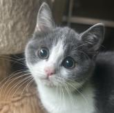 ブリティッシュショートヘア