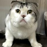 スコティッシュフォールド