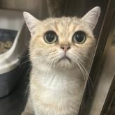 ブリティッシュショートヘア