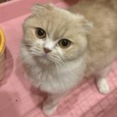 スコティッシュフォールド