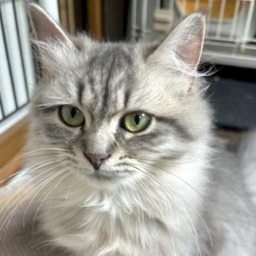 猫の里親募集一覧｜ハグー -みんなのペット里親情報