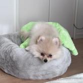 ポメラニアン