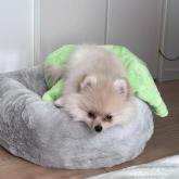 ポメラニアン