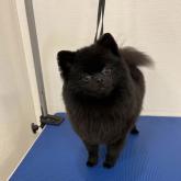 ポメラニアン