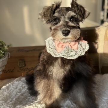 犬 × 東京都 × ミニチュアシュナウザーの里親募集一覧｜ハグー