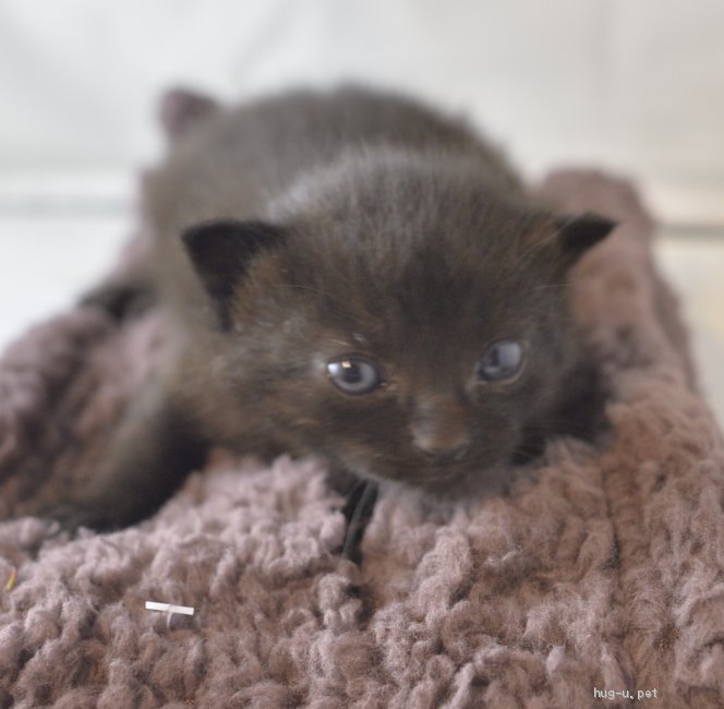 猫の里親募集 山梨県 雑種 1ヶ月未満のかわいいクロネコ ハグー みんなのペット里親情報 Id 10