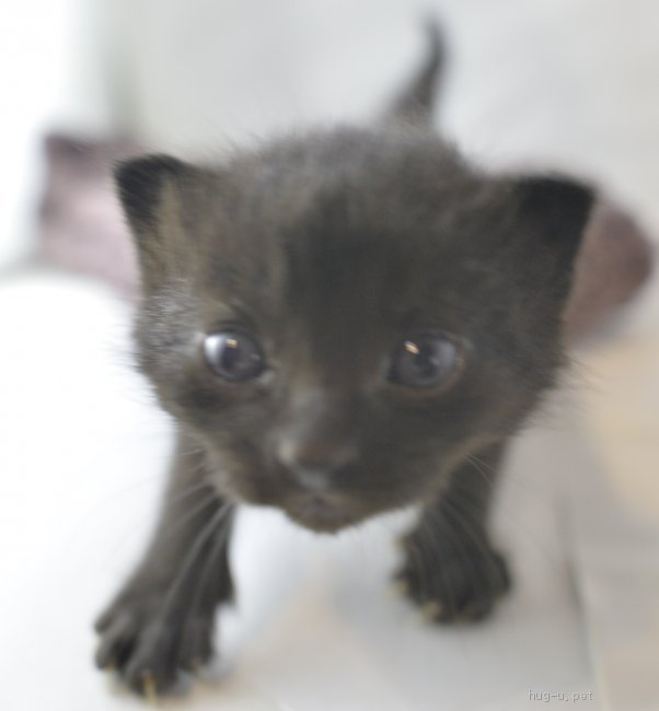 猫の里親募集 山梨県 雑種 1ヶ月未満のかわいいクロネコ ハグー みんなのペット里親情報 Id 10