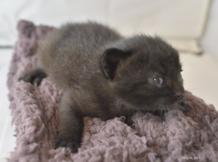 猫の里親募集 山梨県 雑種 1ヶ月未満のかわいいクロネコ ハグー みんなのペット里親情報 Id 10