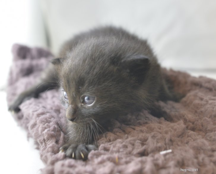 猫の里親募集 山梨県 雑種 1ヶ月未満のかわいいクロネコ ハグー みんなのペット里親情報 Id 10