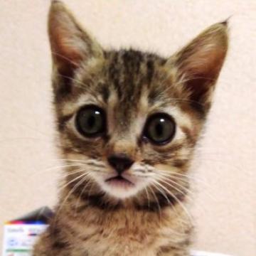 猫 石川県の里親募集一覧 ハグー みんなのペット里親情報